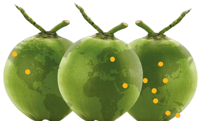 kelapa